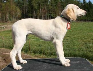 Profile picture of the animal
