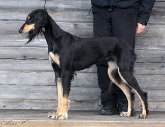 Profile picture of the animal