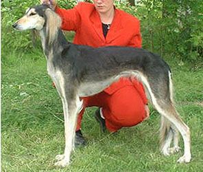 Profile picture of the animal