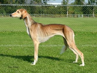 Profile picture of the animal