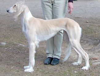 Profile picture of the animal