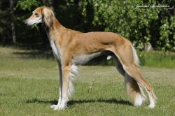 Profile picture of the animal