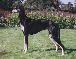 Profile picture of the animal