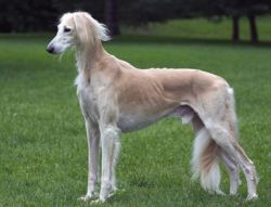 Profile picture of the animal