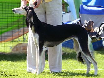 Profile picture of the animal