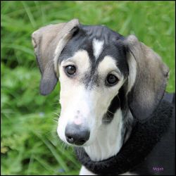 Profile picture of the animal