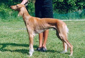 Profile picture of the animal