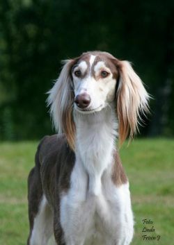 Profile picture of the animal