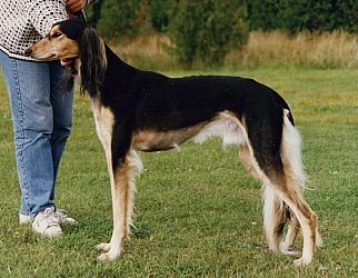 Profile picture of the animal