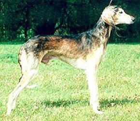 Profile picture of the animal