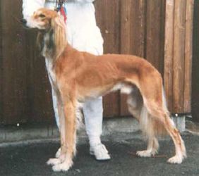 Profile picture of the animal