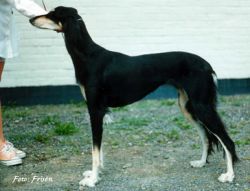 Profile picture of the animal