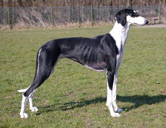 Profile picture of the animal