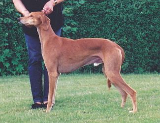 Profile picture of the animal