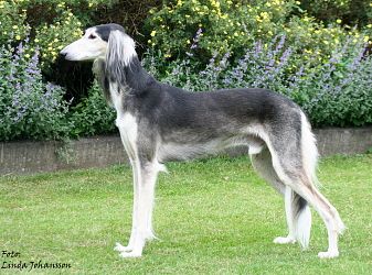 Profile picture of the animal