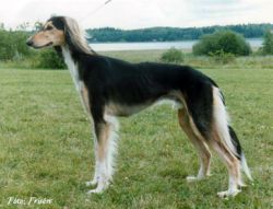 Profile picture of the animal