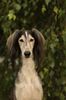 Profile picture of the animal