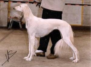 Profile picture of the animal