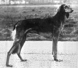 Profile picture of the animal