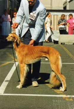 Profile picture of the animal