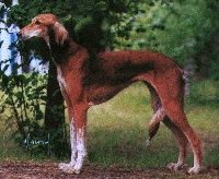 Profile picture of the animal