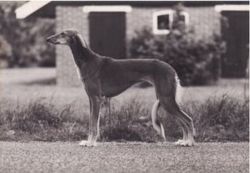 Profile picture of the animal