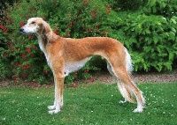 Profile picture of the animal