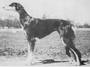 Profile picture of the animal