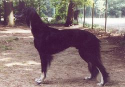Profile picture of the animal