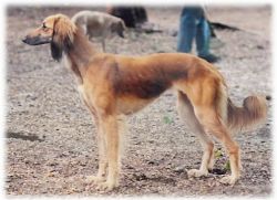 Profile picture of the animal
