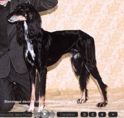 Profile picture of the animal