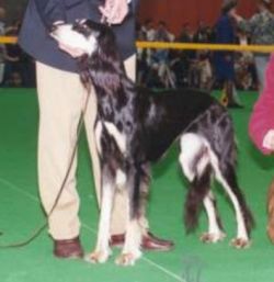 Profile picture of the animal