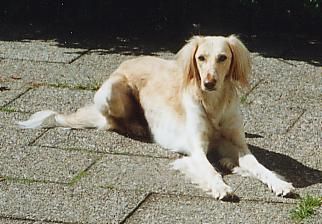 Profile picture of the animal