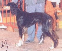 Profile picture of the animal