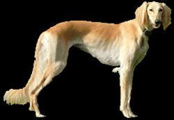 Profile picture of the animal