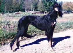 Profile picture of the animal