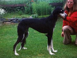 Profile picture of the animal