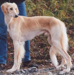 Profile picture of the animal