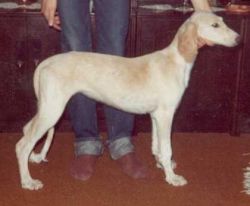 Profile picture of the animal
