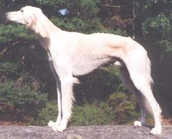 Profile picture of the animal