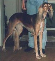 Profile picture of the animal