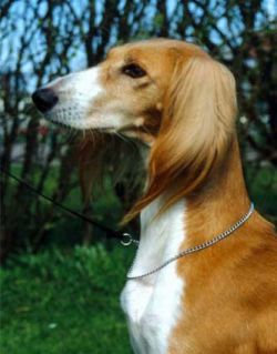 Profile picture of the animal