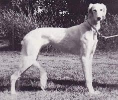 Profile picture of the animal