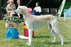 Profile picture of the animal