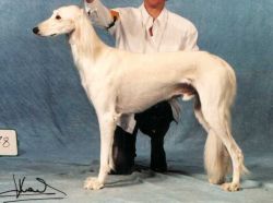 Profile picture of the animal