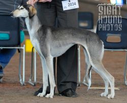 Profile picture of the animal