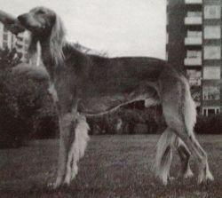 Profile picture of the animal