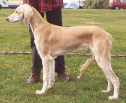 Profile picture of the animal