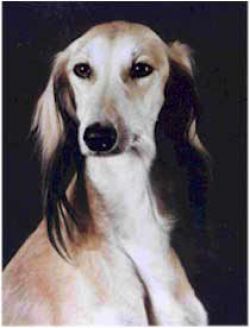 Profile picture of the animal