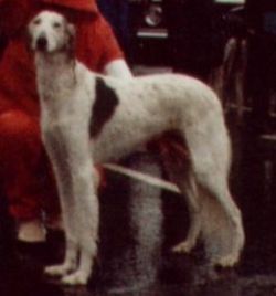 Profile picture of the animal